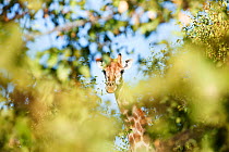 Giraffe (Giraffa camelopardalis) hidden in trees. Kruger National Park, Mpumalanga Province, South Africa.