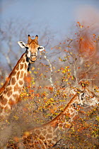 Giraffes (Giraffa camelopardalis) feeding on trees. Kruger National Park, Mpumalanga Province, South Africa.