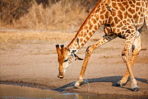 Giraffe (Giraffa camelopardalis) bending legs to drink at waterhole. Kruger National Park, Mpumalanga Province, South Africa.