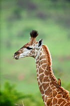 Young giraffe (Giraffa camelopardalis) head and neck portrait. Itala Game Reserve, Kwa Zulu-Natal Province, South Africa.