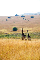 Two Giraffes (Giraffa camelopardalis) in distance standing together on hillside. Itala Game Reserve, Kwa-Zulu Natal, South Africa.