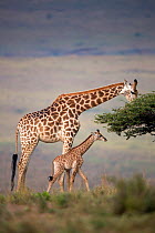 Giraffes(Giraffa camelopardalis) adult and young walking together. Itala Game Reserve, Kwa-Zulu Natal, South Africa.