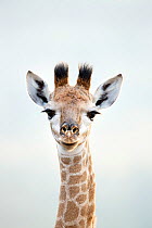 Young giraffe (Giraffa camelopardalis) head and neck portrait, Eyes open / closed sequence,  Itala Game Reserve, Kwa-Zulu Natal Province, South Africa.