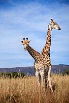 Two Giraffes (Giraffa camelopardalis) standing, one behind the other. Itala Game Reserve, Kwa-Zulu Natal, South Africa.