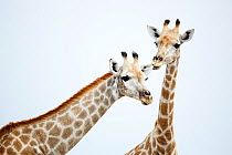 Two Giraffes (Giraffa camelopardalis) leaning together. Chobe Nationsal Park, Botswana, Africa.