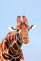 Male Reticulated Giraffe (Giraffa camelopardalis) leaning forward. Ol Pejeta Conservancy, Laikipia County, Kenya.