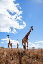 Three Giraffes (Giraffa camelopardalis)standing, Itala Game Reserve, Kwa-Zulu Natal, South Africa.