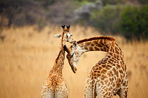 Two Giraffes (Giraffa camelopardalis) standing, one with neck bent, Itala Game Reserve, Kwa-Zulu Natal, South Africa.