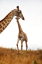 Giraffe (Giraffa camelopardalis), Itala Game Reserve, Kwa-Zulu Natal, South Africa.