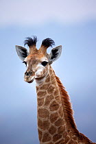 Giraffe (Giraffa camelopardalis), Itala Game Reserve, Kwa-Zulu Natal, South Africa.