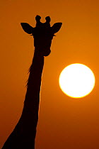 Giraffe (Giraffa camelopardalis) silhouetted at sunrise, Masai Mara, Kenya.