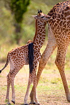 Giraffe (Giraffa camelopardalis) baby following adult, Masi Mara, Kenya, August.