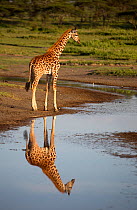 Giraffe (Giraffa camelopardalis) at waters edge, with reflection, Tanzania, March.