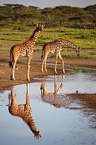 Two Giraffes (Giraffa camelopardalis) at waters edge, with reflection, Tanzania, March.