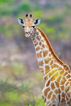 Young giraffe (Giraffa camelopardalis) portrait on overcast  day. Mashatu Game Reserve, Botswana.