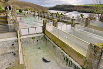 Visitors looking at rescued Grey seals (Halichoerus grypus) in nursery and convalescence pools at the Cornish Seal Sanctuary, by the Helford River estuary, Gweek, Cornwall, UK, January.