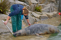 Blind adult male Grey seal (Halichoerus grypus) 'Marlin' nosing a target stick and lying still as Amy Souster checks him for injuries at the Cornish Seal Sanctuary where he is a long-term resident, Gw...