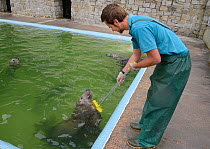 Dan Jarvis giving 'Ray', a brain damaged adult male Grey seal (Halichoerus grypus) a rub with a broom at the Cornish Seal Sanctuary where he is a long term resident alongside recovering pups, Gweek, C...