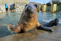 Blind adult male Grey seal (Halichoerus grypus) 'Marlin' waving a flipper at the edge of a convalescence pool where he is a long-term resident, Cornish Seal Sanctuary, Gweek, Cornwall, UK, January. Mo...