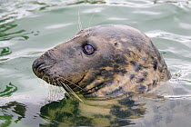 Sheba, an adult female Grey seal (Halichoerus grypus), virtually blind since she was rescued as a pup with eye infections and now over 40 years old, swimming in a pool at the Cornish Seal Sanctuary wh...