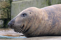 Ray, a brain damaged adult male Grey seal (Halichoerus grypus) resting by a convalescence pool where he is a long-term resident, Cornish Seal Sanctuary, Gweek, Cornwall, UK, January.