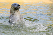 Adult female Common / Harbour seal (Phoca vitulina) 'Sija' spy-hopping in a pool where she is a long-term resident, Cornish Seal Sanctuary, Gweek, Cornwall, UK, January.