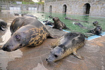 Rescued adult female Grey seal (Halichoerus grypus) 'Snoopy' and pups  waiting for fish to be thrown to them in a convalescence pool where the pups are kept until strong enough for release back to the...