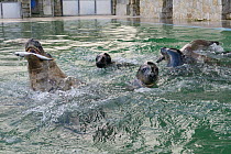 Rescued Grey seal (Halichoerus grypus) adult and pups  competing for fish thrown to them in a convalescence pool where the pups are kept until strong enough for release back to the sea, Cornish Seal S...