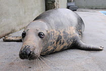 Adult female Grey seal (Halichoerus grypus) 'Snoopy' resting by a convalescence pool where she is a long-term resident, Cornish Seal Sanctuary, Gweek, Cornwall, UK, January.