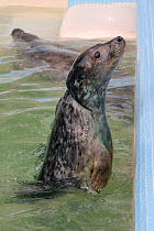 Rescued Grey seal pup (Halichoerus grypus) 'Iron man' with severe injuries from entanglement in a fishing net, gradually healing in a convalescence pool where he was kept until strong enough to be rel...