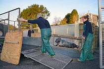 Rescued Grey seal pup (Halichoerus grypus) in a temporary cage being loaded into a trailer for release back to the sea, after recovering from its injuries through treatment and rehabilitation, Cornish...