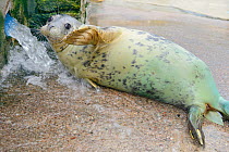 Rescued Grey seal pup (Halichoerus grypus) resting by a seawater inlet pipe to a convalescence pool where it will be kept until strong enough for release back to the sea, Cornish Seal Sanctuary, Gweek...