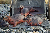 Rescued Grey seal pups (Halichoerus grypus) emerging from a trailer on a beach on release day, after recovering from their injuries through treatment and rehabilitation at the Cornish Seal Sanctuary,...