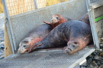 Rescued Grey seal pups (Halichoerus grypus) peering from a trailer on a beach on release day, after recovering from their injuries through treatment and rehabilitation at the Cornish Seal Sanctuary, N...