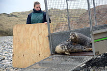 Jenny Lewis watching rescued Grey seal pups (Halichoerus grypus) peering from a trailer on a beach on release day, after recovering from their injuries through treatment and rehabilitation at the Corn...