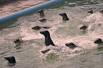 Rescued Grey seal pups (Halichoerus grypus) spy-hopping at feeding time in a convalescence pool where they are kept until strong enough for release back to the sea, Cornish Seal Sanctuary, Gweek, Corn...