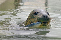 Rescued Grey seal pup (Halichoerus grypus) feeding on line-caught Mackerel in an isolated nursery pool where it will be kept until strong enough to join other pups and then be released back to the sea...