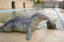 Two rescued Grey seal pups (Halichoerus grypus) greeting each other in a convalescence pool where they will be kept until strong enough for release back to the sea, Cornish Seal Sanctuary, Gweek, Corn...