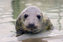 Rescued Grey seal pup (Halichoerus grypus) in an isolated nursery pool where it will be kept until strong enough to join other pups and then be released back to the sea, Cornish Seal Sanctuary, Gweek,...