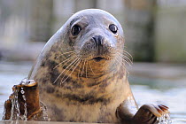Rescued Grey seal pup (Halichoerus grypus) in a convalescence pool where it will be kept until strong enough to be released back to the sea, Cornish Seal Sanctuary, Gweek, Cornwall, UK, January.