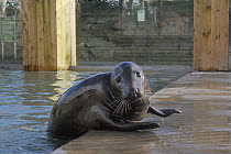 Juvenile male Grey seal (Halichoerus grypus) 'Pumpkin' hauling out from a pool at the Cornish Seal Sanctuary where he is a long-term resident,, Gweek, Cornwall, UK, January.