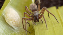 Female Ground spider (Gnaphosidae) next to her egg sac, England, UK.