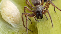 Close-up of a female Ground spider (Gnaphosidae) next to her egg sac, England, UK.