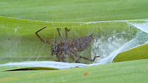Female Ground spider (Gnaphosidae) sealing her egg sac into a leaf chamber, England, UK.