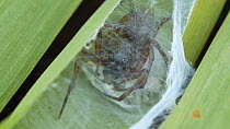 Female Ground spider (Gnaphosidae) in leaf chamber guarding her egg sac, England, UK.