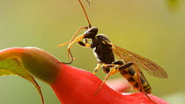 Close-up of an Ichneumon wasp (Amblyteles armatorius) cleaning its antennae on a fuchsia flower, Birmingham, England, UK, September.