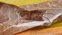Female Ground spider (Gnaphosidae) in silk nest with spiderlings, England, UK.