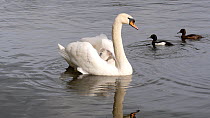 Femle Mute swan (Cygnus olor) swimming on a lake with cygnets on her back, Birmingham, England, UK, May.