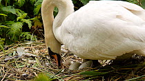 Female Mute swan (Cygnus olor) turning eggs and settling to incubate them, Birmingham, England, UK, May.