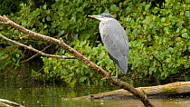 Grey heron (Ardea cinerea) perched on a submerged branch during a rain storm, Birmingham, England, UK, July.